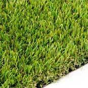 Forest Grass